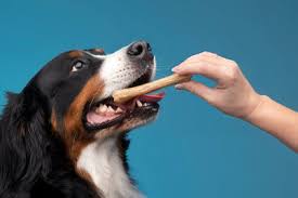 Test 4 - Dental chew sticks 
