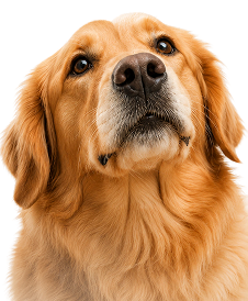 Lets Plan Your Pet's Next Visit