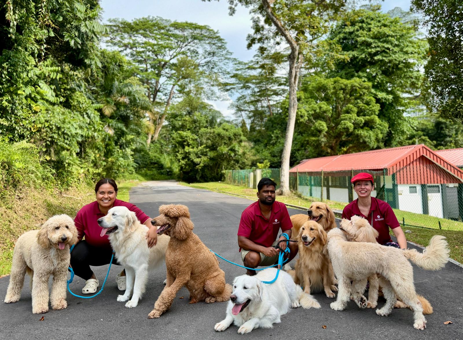 Test - 10 Days Daycare Package (Large Dog)