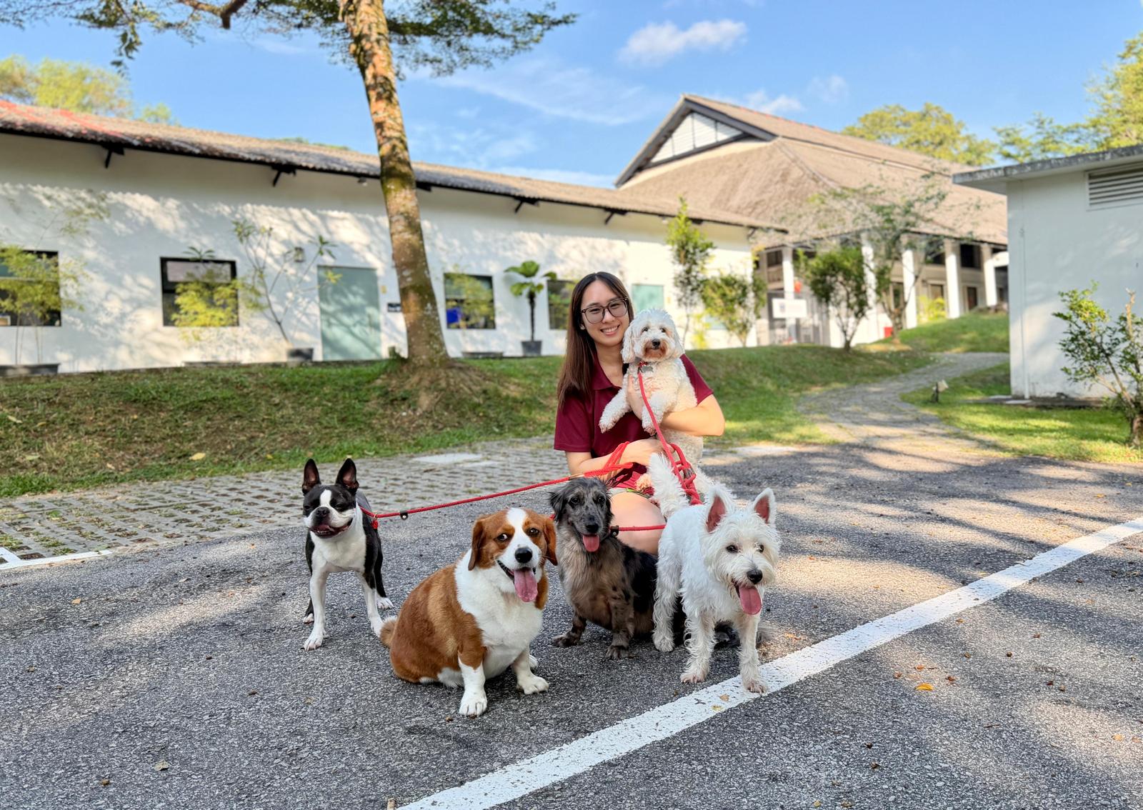  Test - 20 Days Daycare Package (Small Dog)