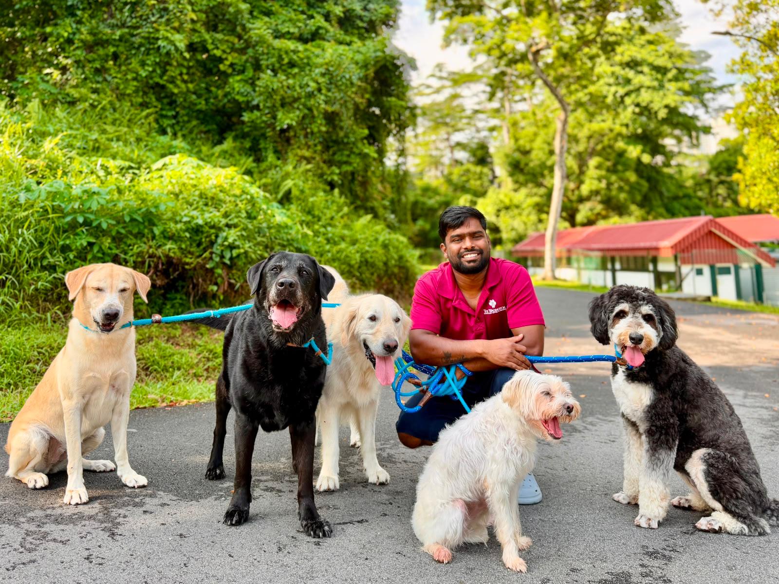 Test - 20 Days Daycare Package (Large Dog)