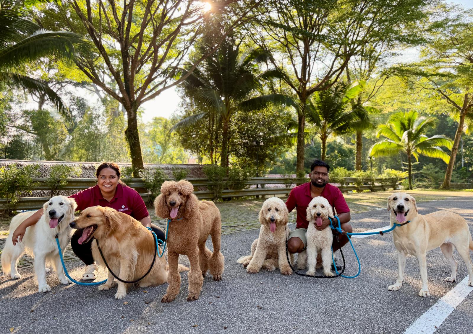 Test - 10 Days Daycare Package (Extra Large Dog)