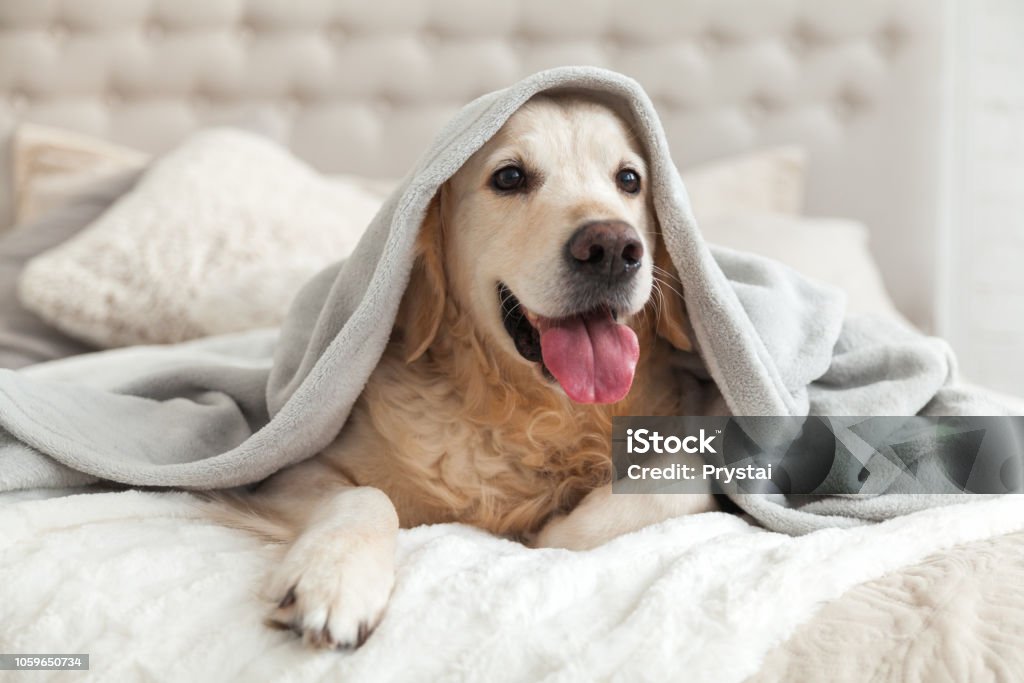 Deluxe Dog Suite - Image 2