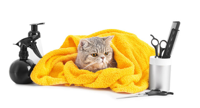 Test 25 - Cat Grooming 