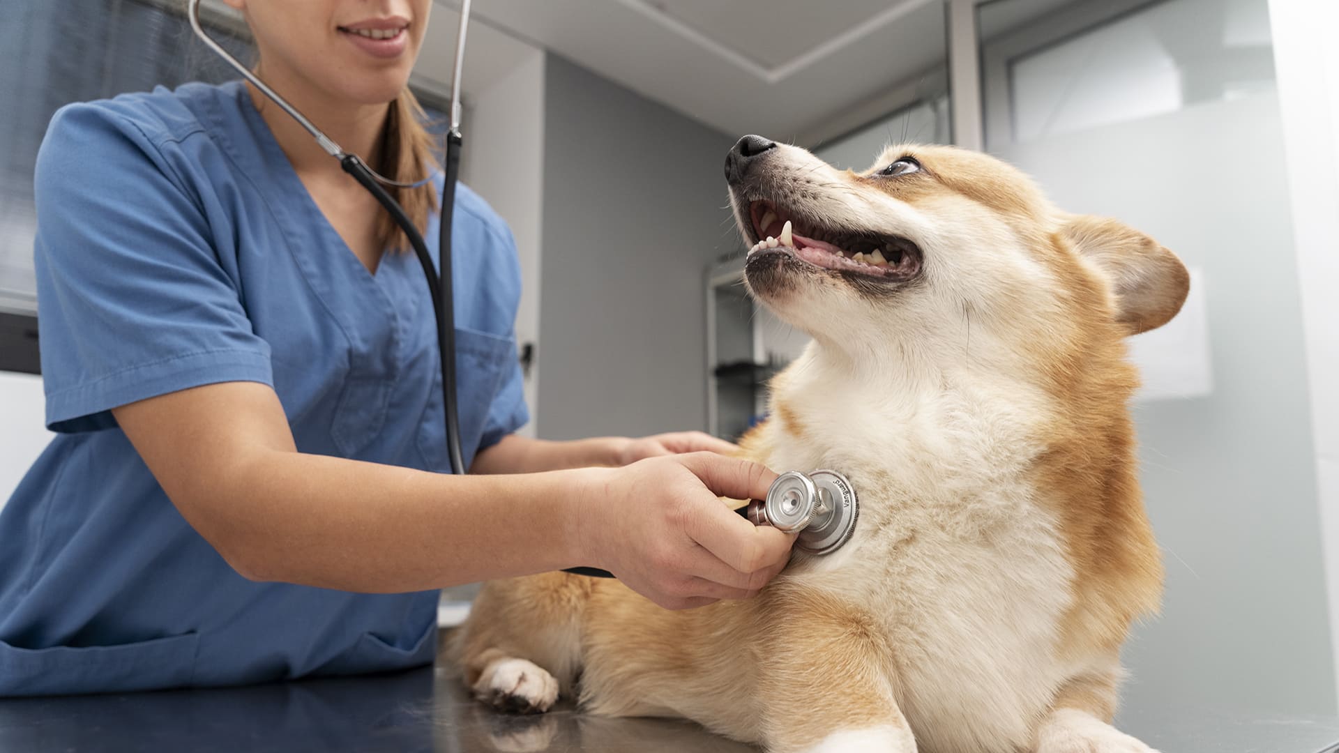 Test 32 - Dog Evaluation