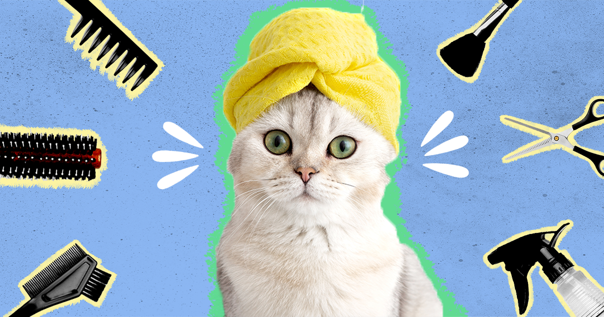 Test 36 - Cat Full Grooming 