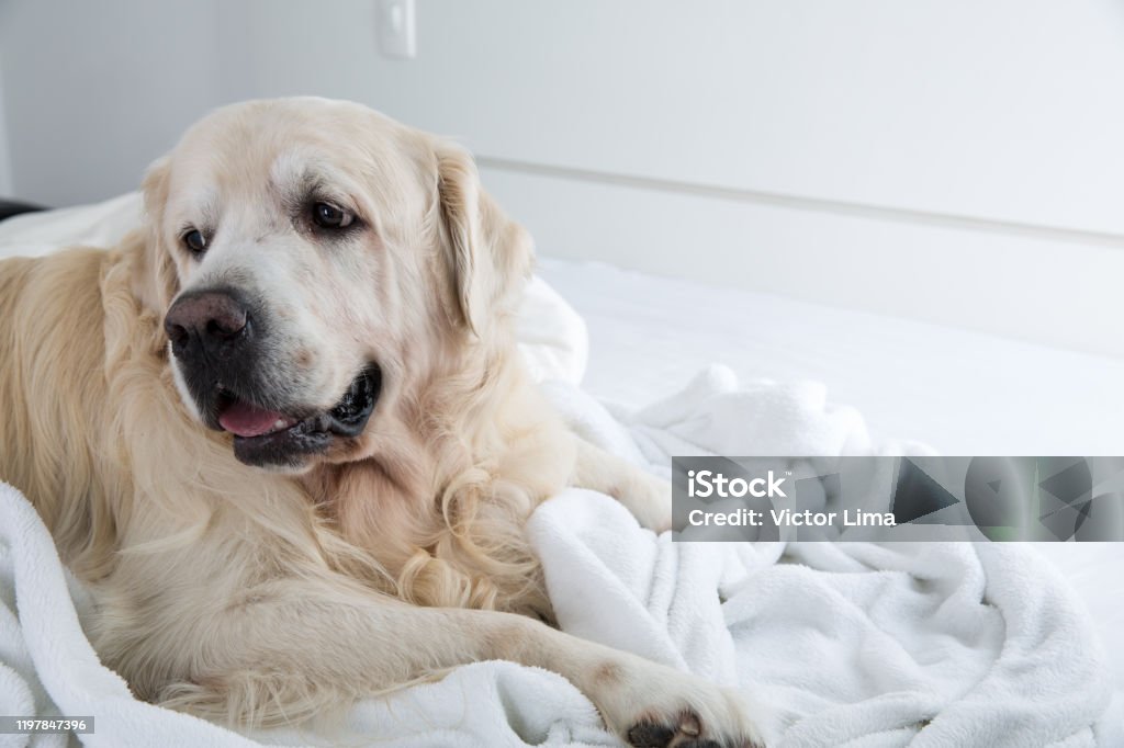 DOG-CHAPMIPONSHIP -2K26