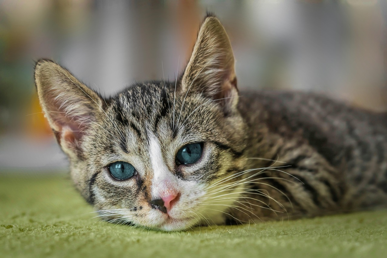 Test 33 - Cat Full Grooming 