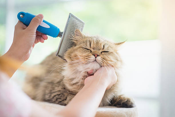 Test 20 - Cat Grooming 