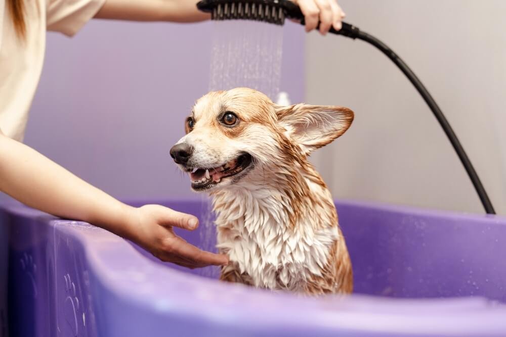 Test 2- Bath & Blow Dry 