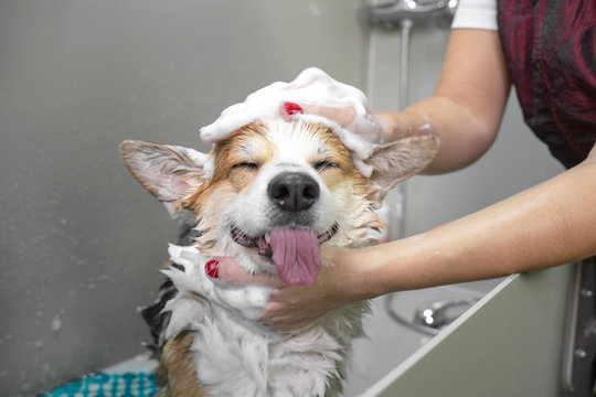 Test 3- Full Grooming 