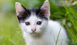 Grooming cat