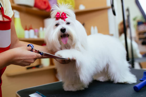 Test 6- Ear Cleaning 