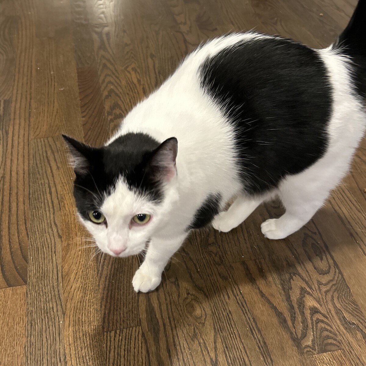 Test 38 - Cat Full Grooming 
