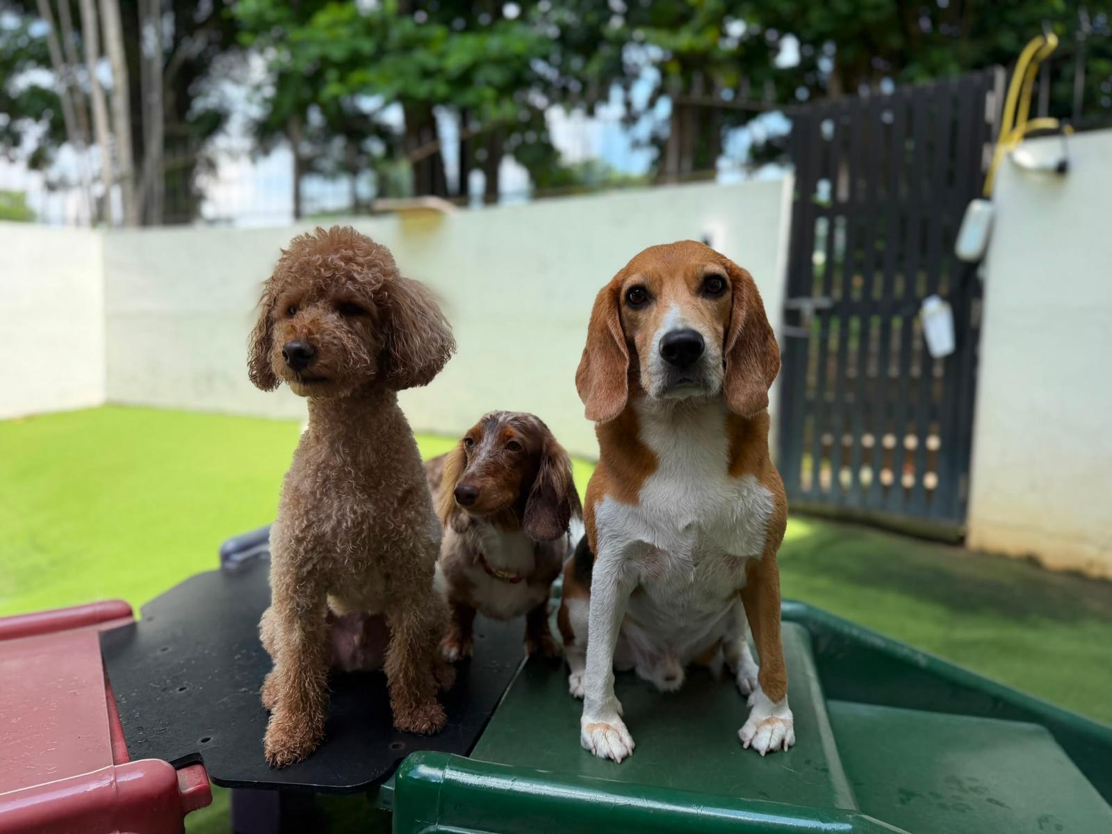 Dog Evaluation