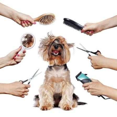 BASIC GROOMING