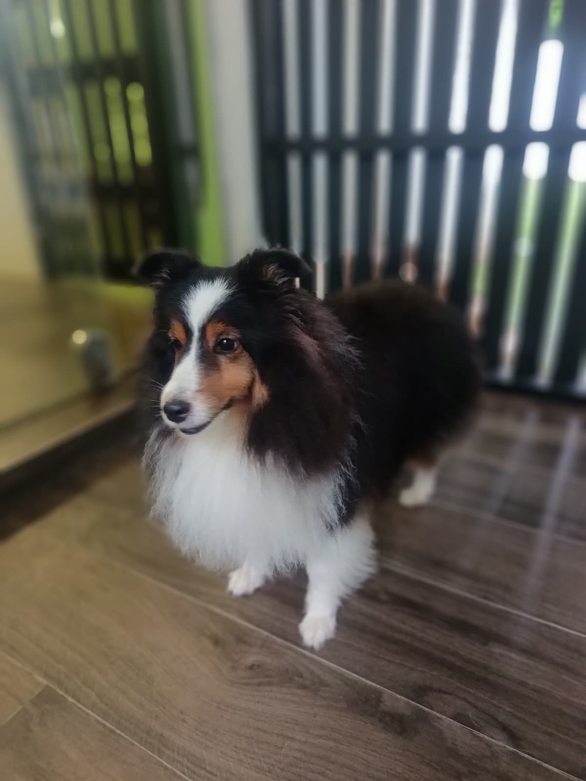 10 Days Medium Dog Daycare