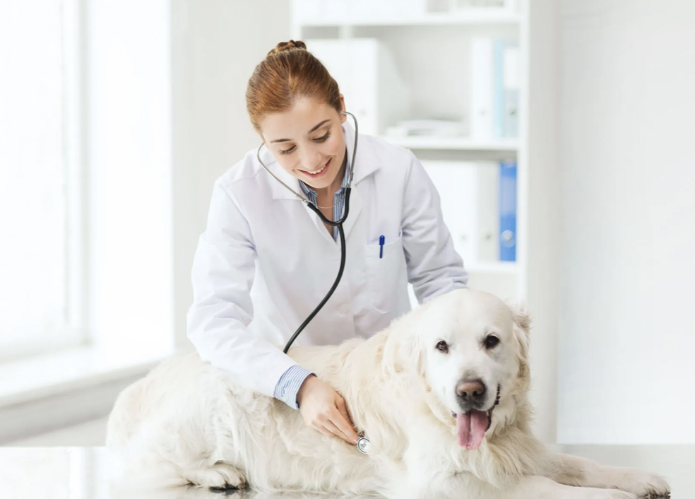 Test 27 - Dog Evaluation